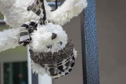 Teddy bear hanging. Foto stock