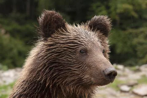 Teddy Bear Looks Drenched Foto stock