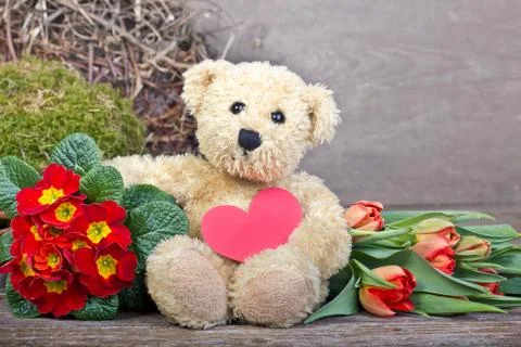 Teddy  bear Stock Photos