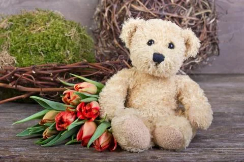 Teddy  bear Stock Photos