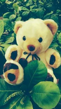 Teddy Bear Foto stock