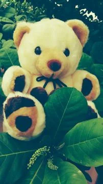 Teddy Bear Stock Photos