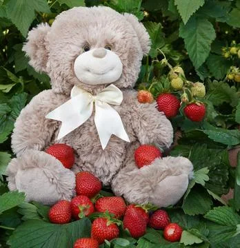 Teddy bear is sitting in a strawberry patch Foto stock