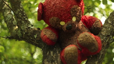Teddy bear on the tree Stock Footage 46290504