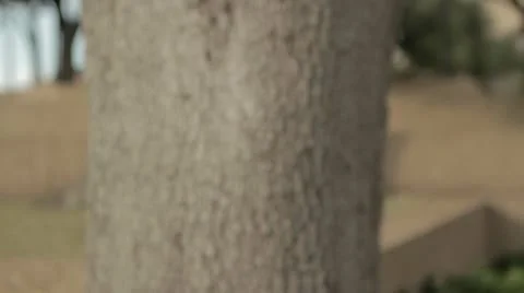 Teddy Bear Tree Gift Stock Footage 10772389