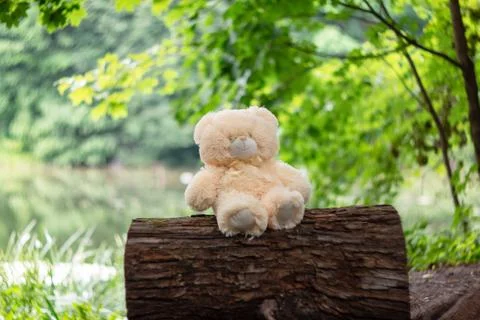 Teddy bear on the tree Stock Photos
