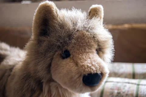 Teddy Dog Foto stock