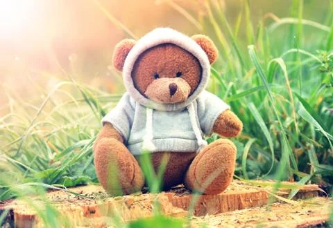 Teddy in nature Stock Photos