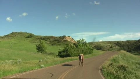 Teddy Roosevelt park, open range, wild horse on road in western N. Dakota Video stock 274292861