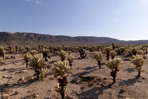 Teddybear Cactus Stock Photos