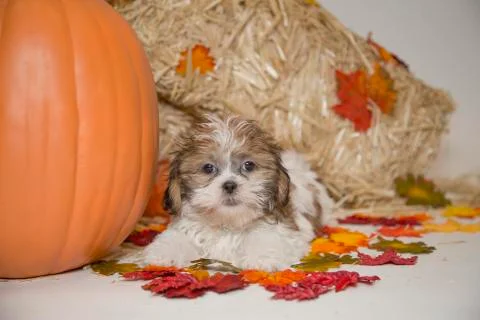 Teddybear Puppy fall 库存照片