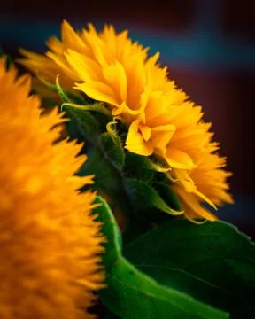 Teddybear Sunflowers Stock Photos