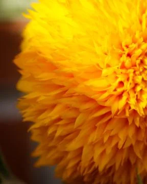 Teddybear Sunflowers Stock Photos