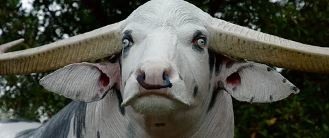 Tedong Bonga, buffalo toraja a buffalo Stock-Footage 102541007