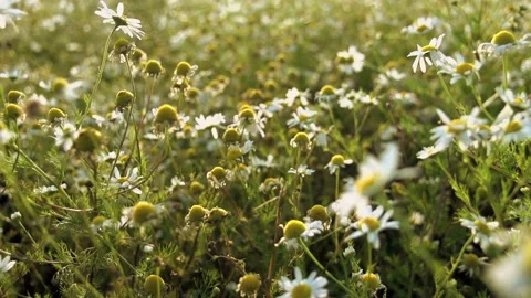 Tee flowers slow motion nature field Stock Footage 198518204