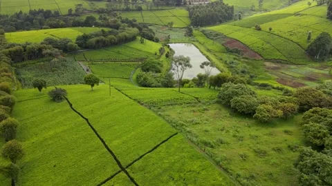 Tee Plantaion Swamp Stock Footage 194477418