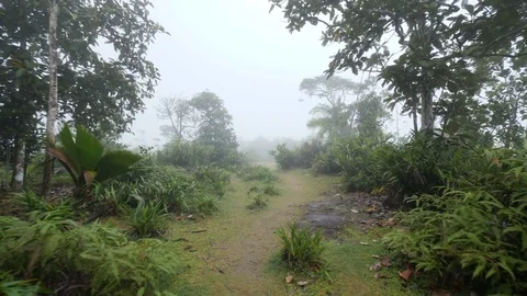 Tee plantation 1 Stock Footage 80392038