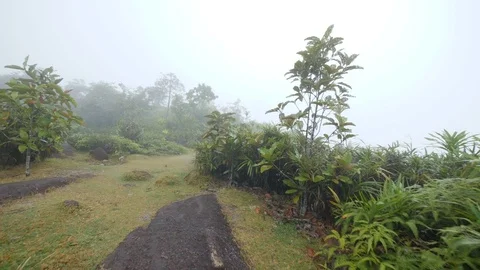 Tee plantation 2 Stock Footage 80392141