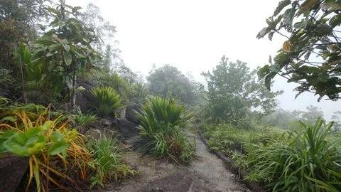 Tee plantation 3 Stock Footage 80392536