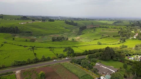 Tee Plantation Road Stockbeeldmateriaal 194477467