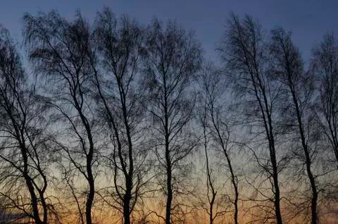 Tee Silhouettes at Dawn Stock Photos