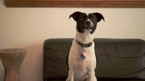 Teeka 00001 Video stock 33364520