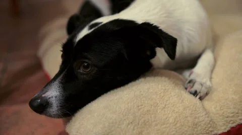 Teeka 00004 01 Video stock 33374800