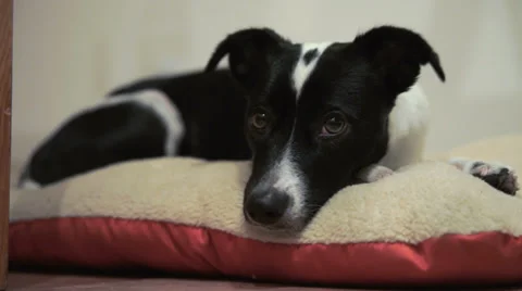 Teeka 00006 01 Video stock 33400099