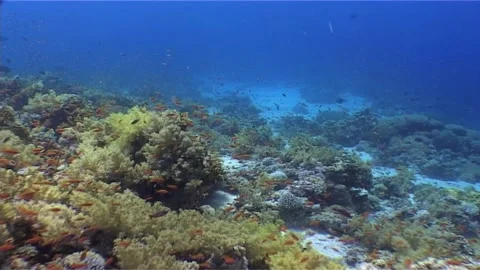 Teeming Life on Coral Spires Stock Footage 300940049