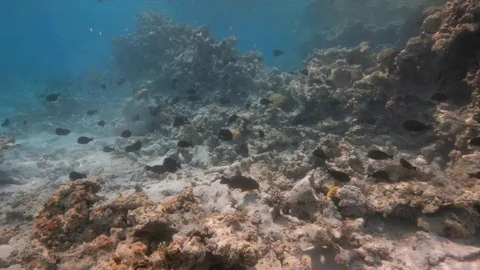 Teeming tropical fish life and corals in the shallows of the Red Sea in Egypt Stock Footage 89012927