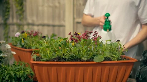 Teenage boy spraying rectangular flower pot in backyard with handheld sprayer 스톡 동영상 309021048