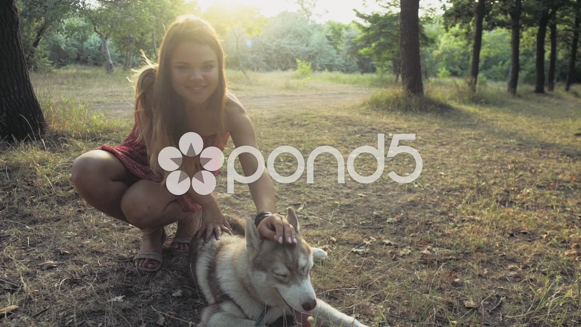 teenage girl caresses a husky dog and Stock Video Pond5