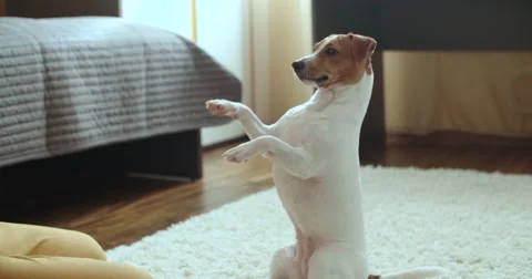 The teenager is in her room playing with a pet Jack Russell Terrier dog,close up Stock Footage