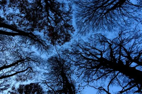 Teers in blue Fotos de archivo