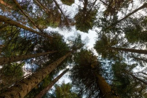 Tees at Ubud Monkey Forest Stock Photos