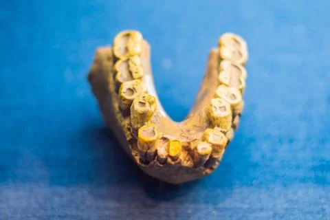 Teeth of an ancient man. Human evolution is the evolutionary process that led to Stock Photos