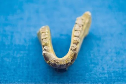 Teeth of an ancient man. Human evolution is the evolutionary process that led to Stock Photos