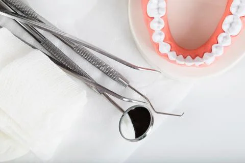Teeth and jaw model. Closeup Stock Photos