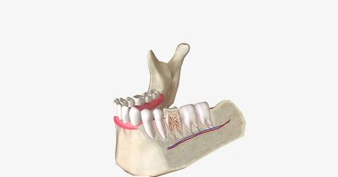 The teeth are hard structures in the mouth that break down food at the beginn Stock Illustration