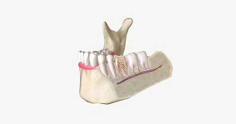 The teeth are hard structures in the mouth that break down food at the begi.. Stock Illustration