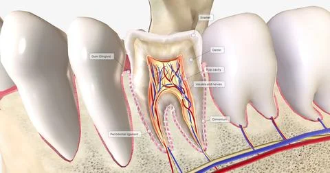 The teeth are hard structures in the mouth that break down food at the beginn Stock Illustration