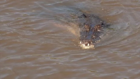 The Teeth of the Australian Croc Stock Footage 83372826