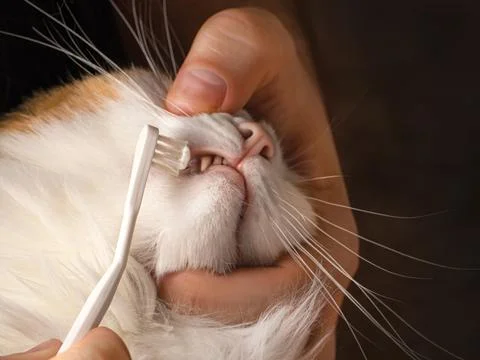 Teeth brushing a cat with a white brush, white red cat close-up oral care Stock Photos