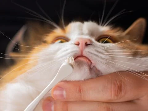 Teeth brushing a cat with a white brush, white red cat close-up 스톡 사진