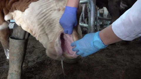 Teeth Check Of The Cow Stock Footage 168279202