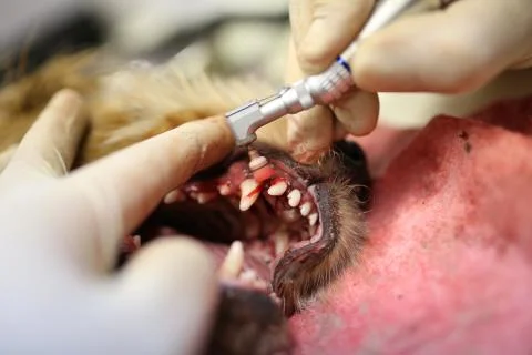 Teeth cleaning in dogs Stock Photos