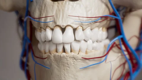 Teeth close-up shot Vidéo 246377728