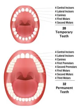 Teeth Compare Temporary Permanent Stock Illustration