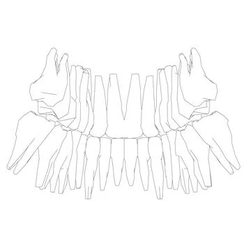 Teeth contour. Hand drawn different types of human tooth collection. Dentist Illustrazione stock