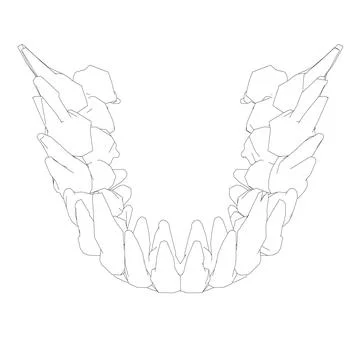 Teeth contour. Hand drawn different types of human tooth collection. Dentist Stock Illustration